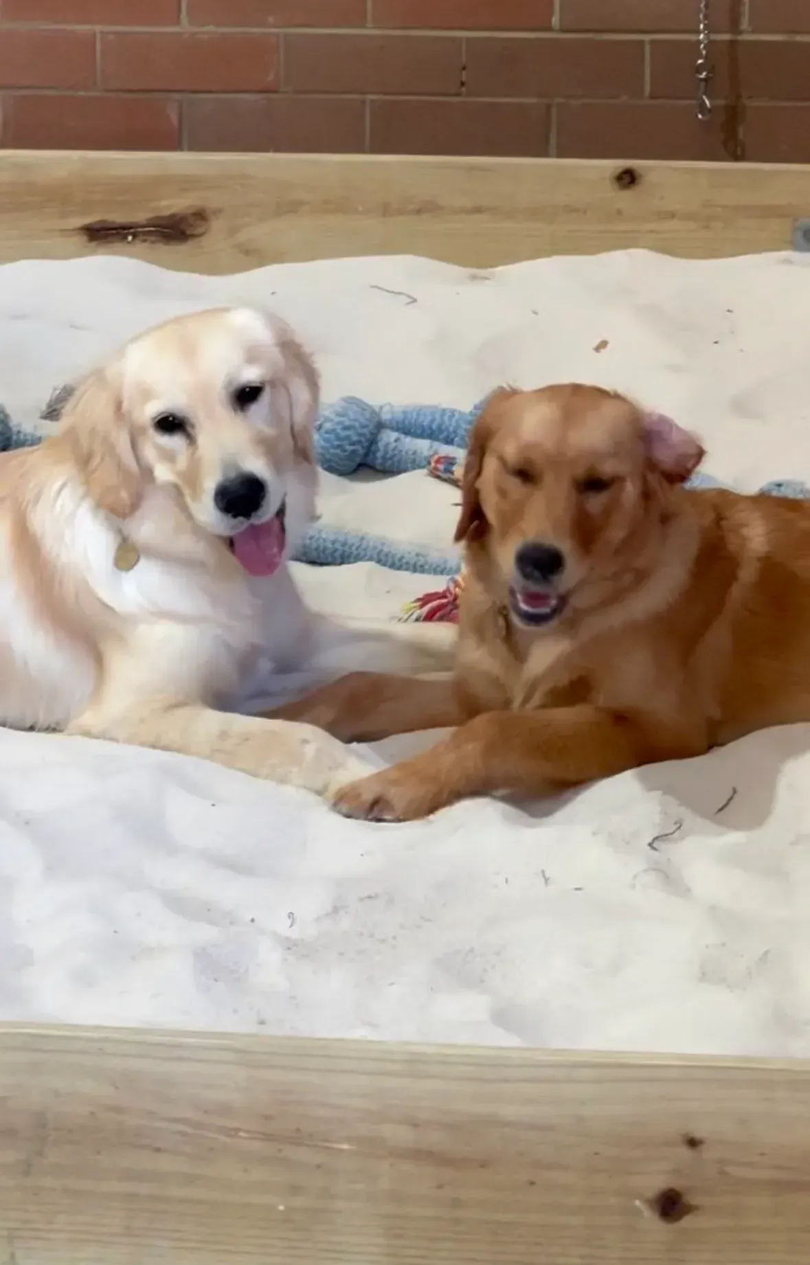 Two dogs lying on a bed, one cream and one golden, with a blue toy between them.
