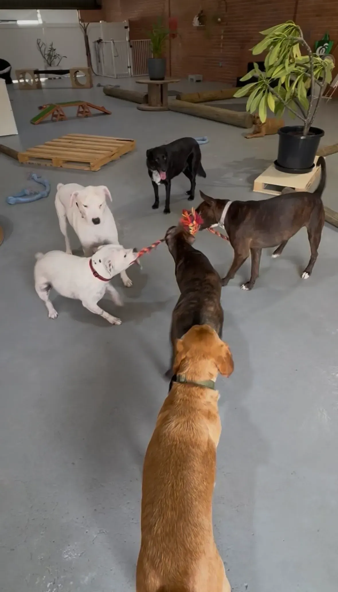 Several dogs of different colors gather and play indoors on a gray floor near beds and potted plants.