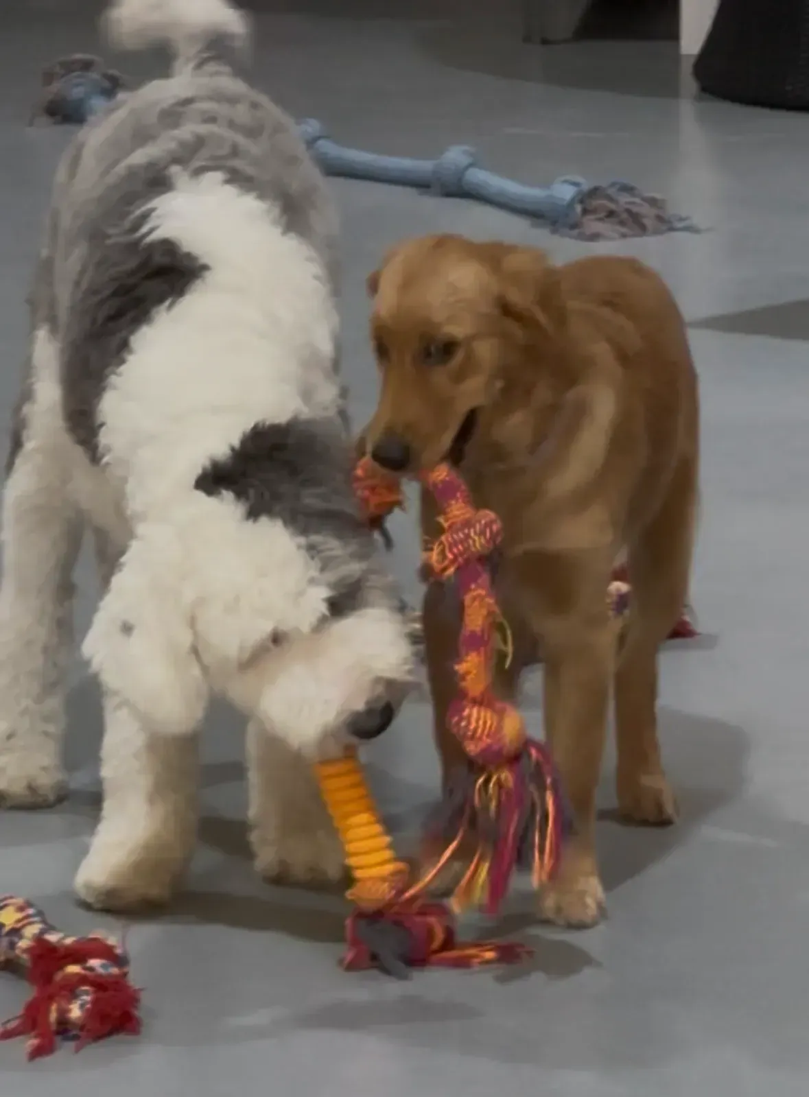 Two dogs playing tug-of-war with colorful rope toys on a tiled floor
