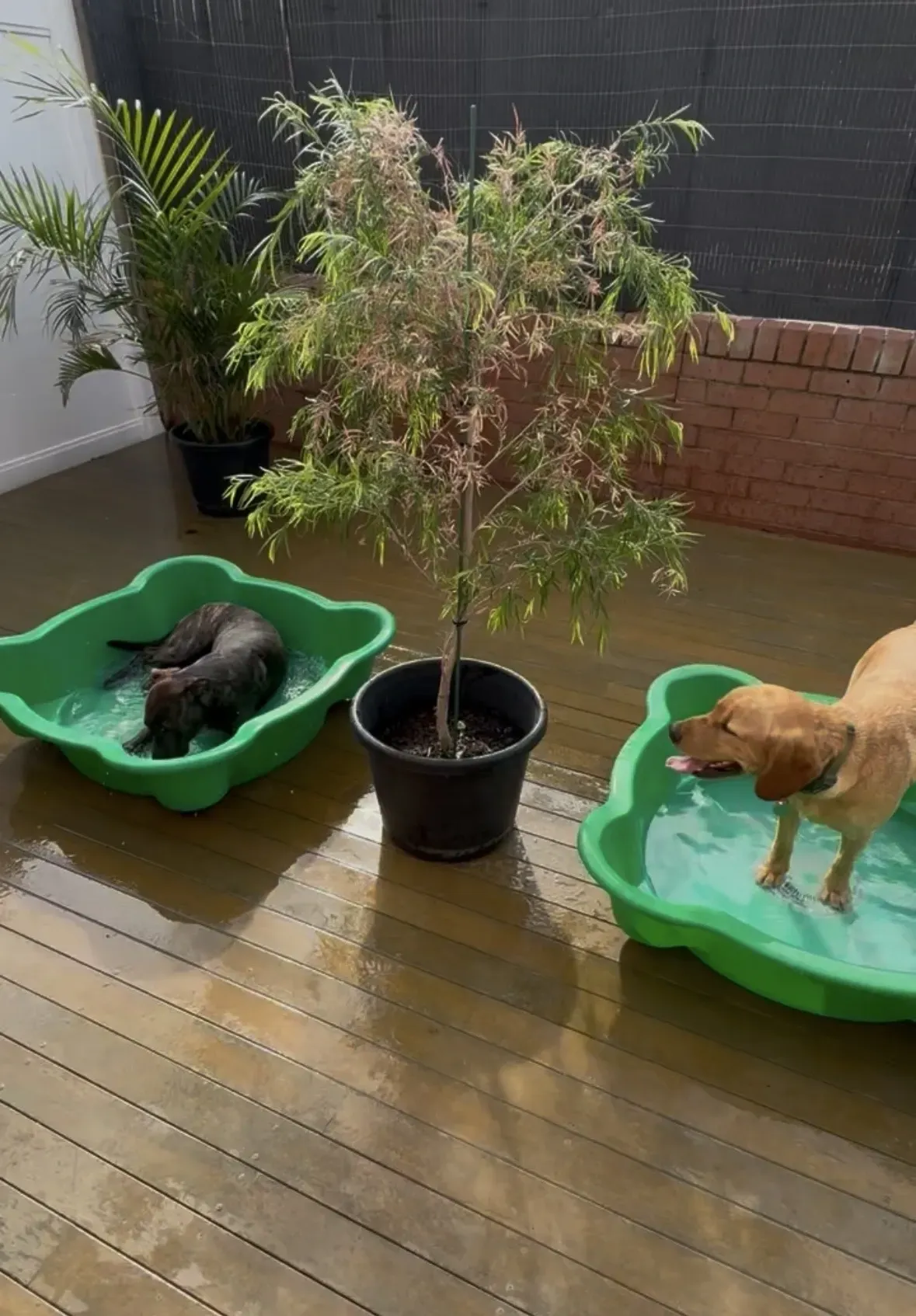 Two dogs in green wading pools beside a potted tree on a wet wooden deck.