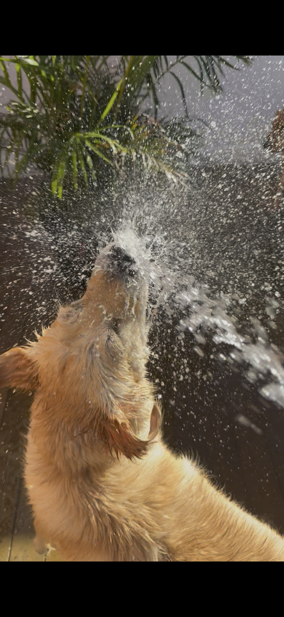 Tan dog splashing water outdoors near a plant, with droplets flying in sunlight