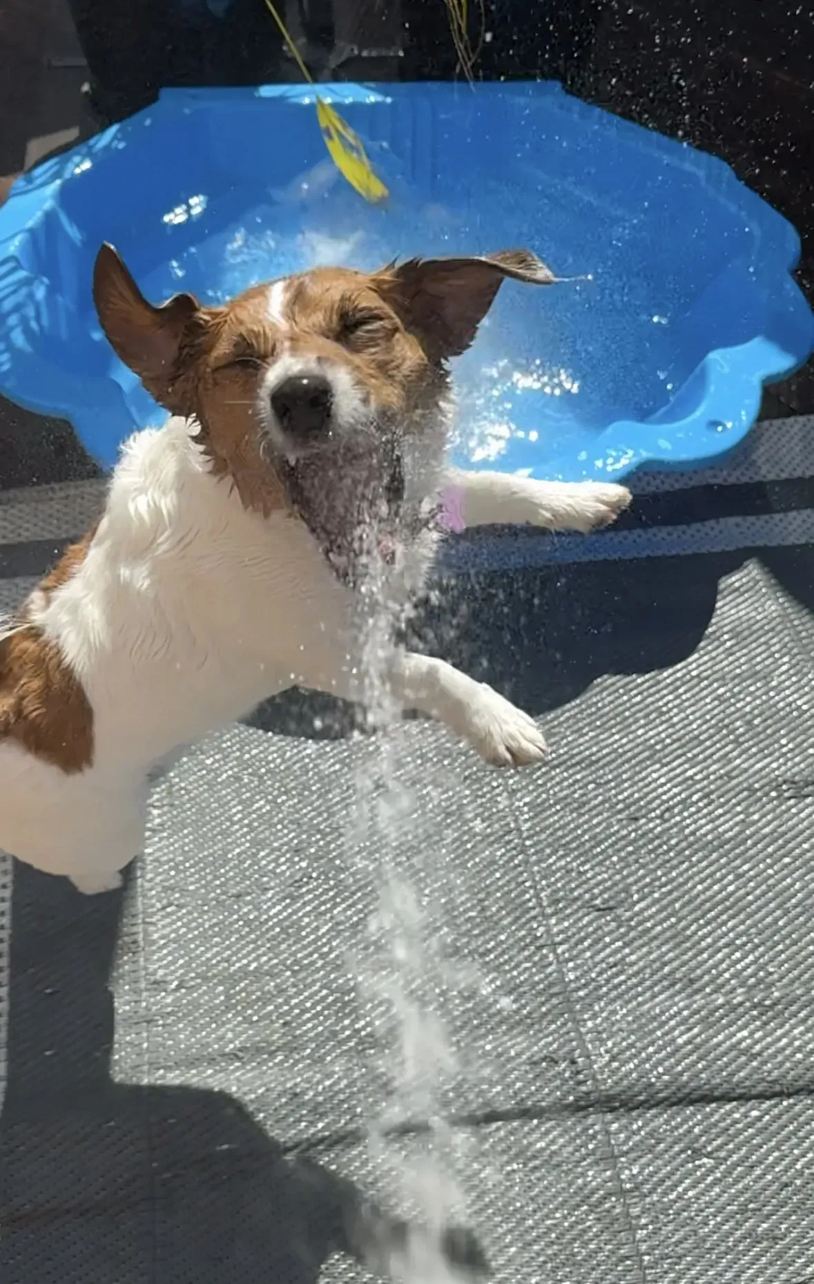 Small brown-and-white dog shaking off water in a blue kiddie pool on a sunny patio