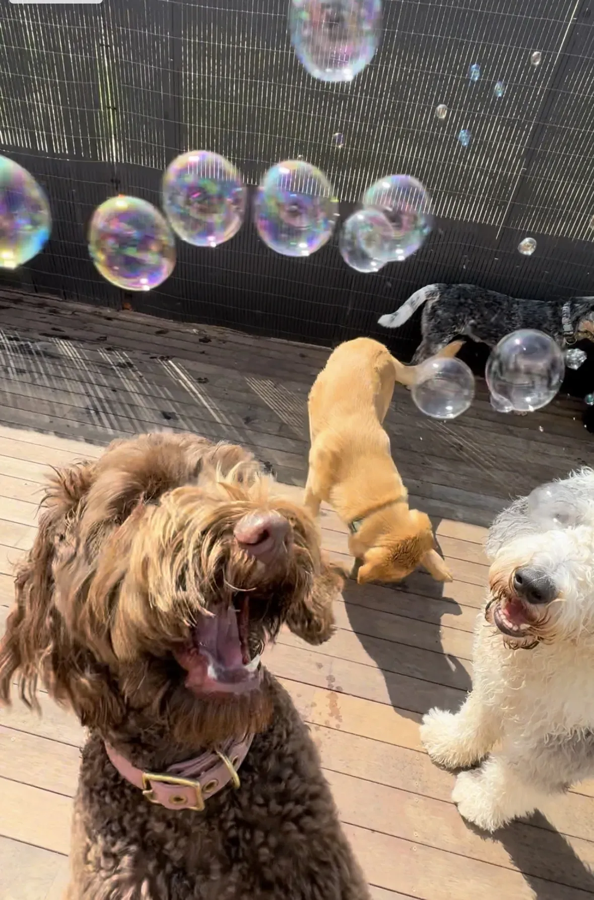 Three dogs on a wooden deck play with floating bubbles in sunlight.