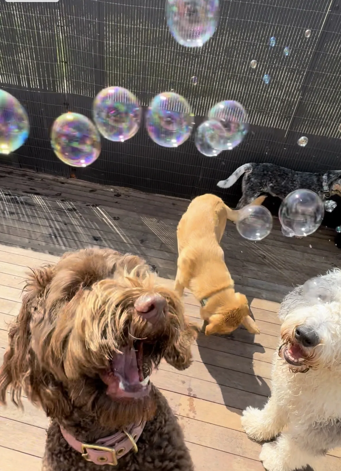 Three dogs on a wooden deck playing with soap bubbles near a dark fence