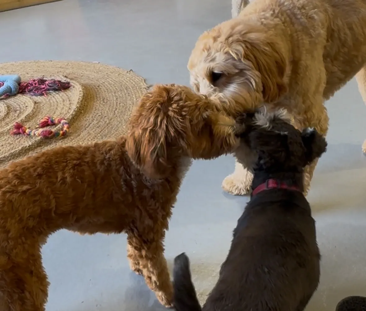 Three dogs sniff each other indoors on a light floor near a round rug.
