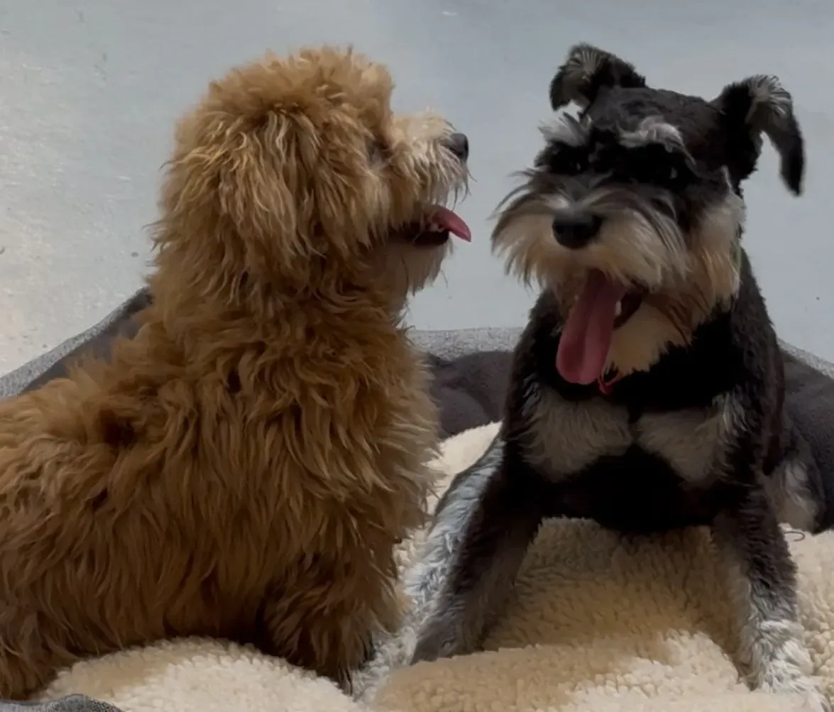Two small dogs sitting on a couch, facing each other with mouths open and tongues out.