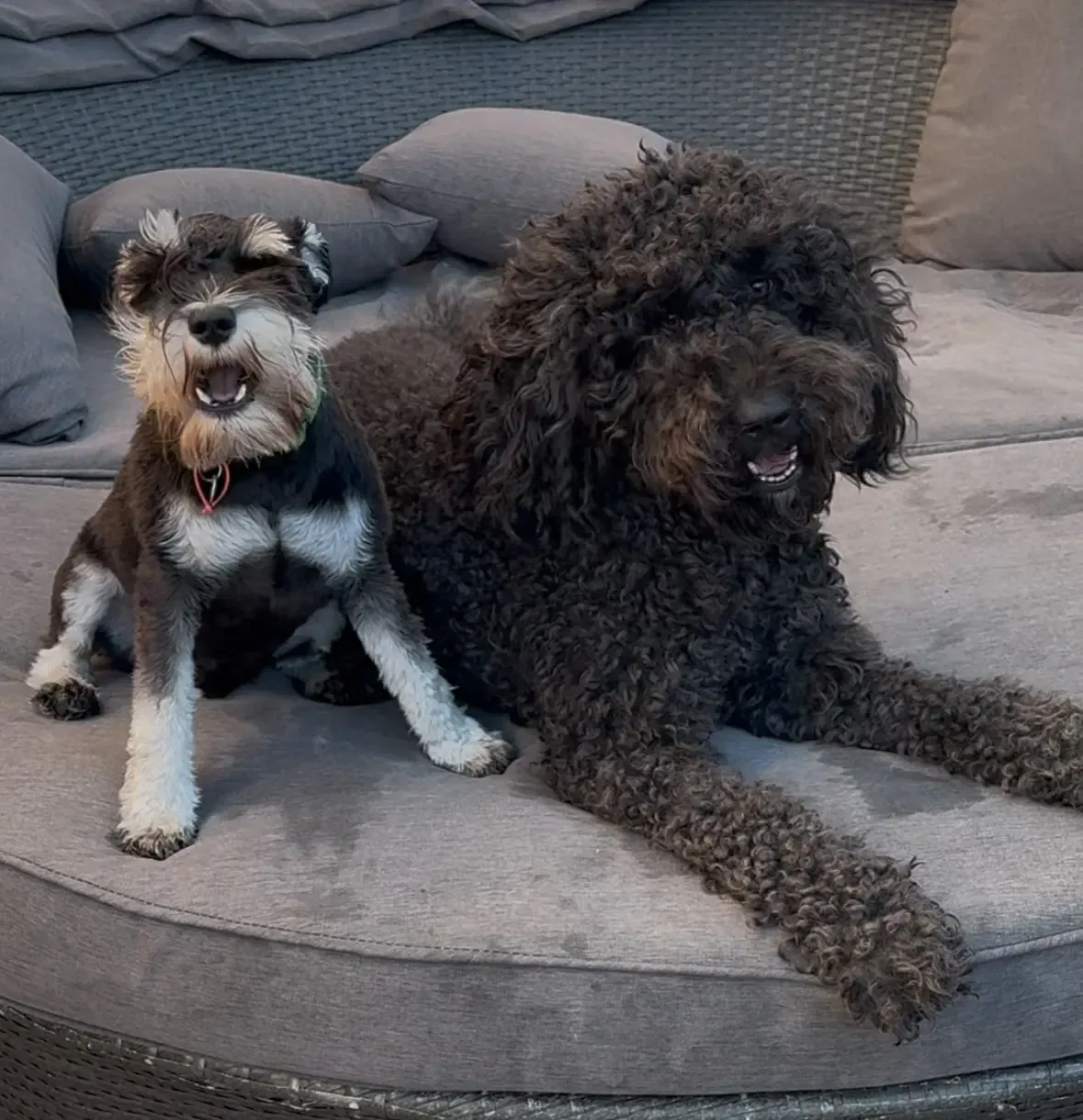 Two small dogs lounging on a gray couch, one black and one black-and-white.