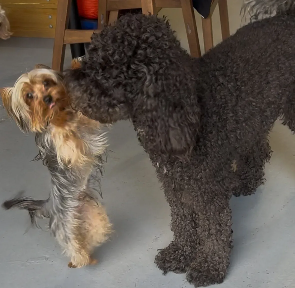 Two dogs, a small tan terrier and a large black poodle, standing nose-to-nose indoors.