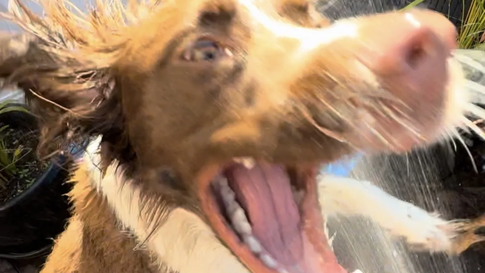 Close-up of a shaggy brown-and-white dog with its mouth open wide, mid-action outdoors.
