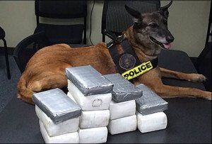 USE investigative qualities of dogs hunting breeds FOR DRUG DISCOVERY