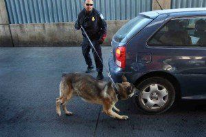 drug sniffing dog