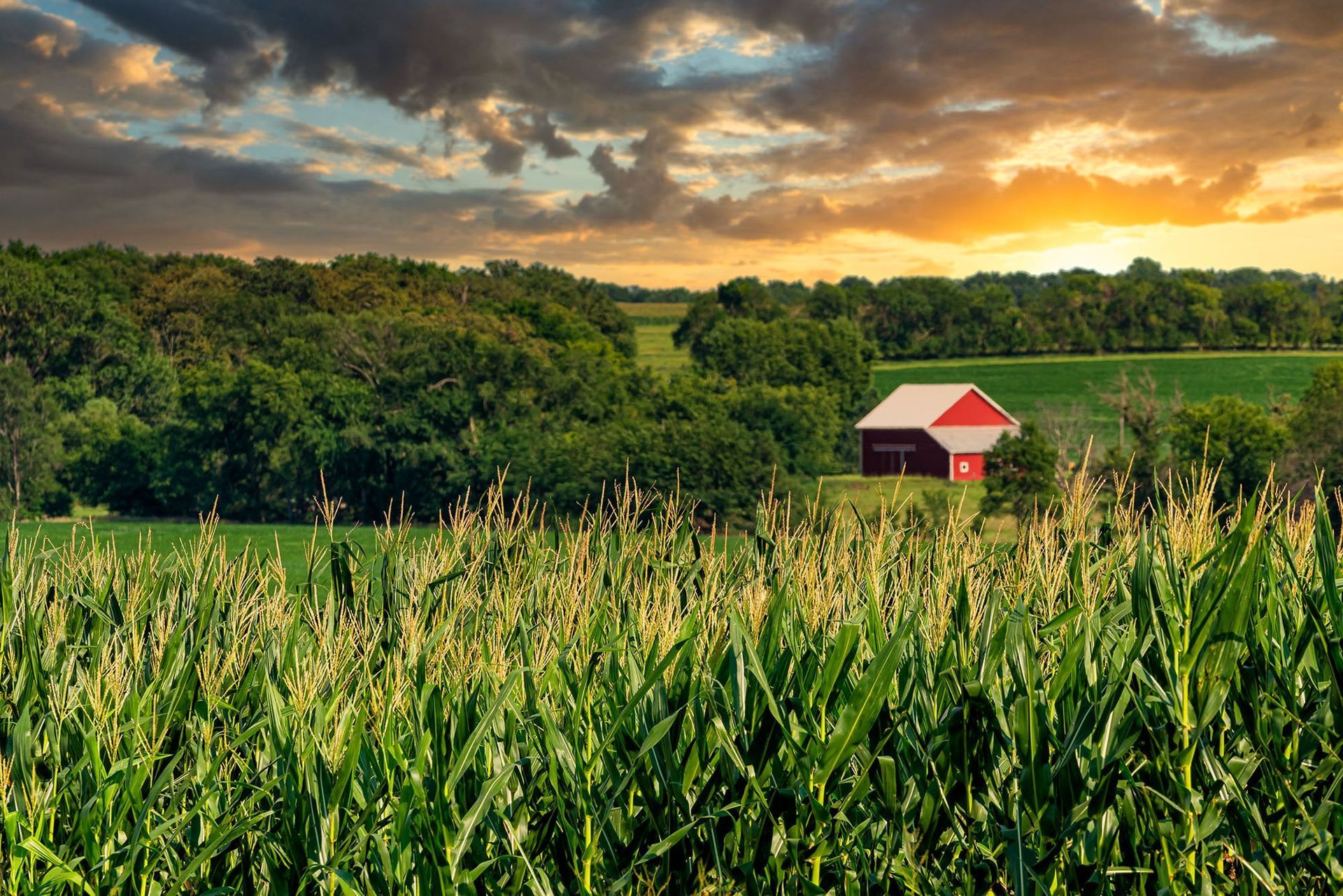 Red barn in a green cornfield at sunset with a cloudy sky.