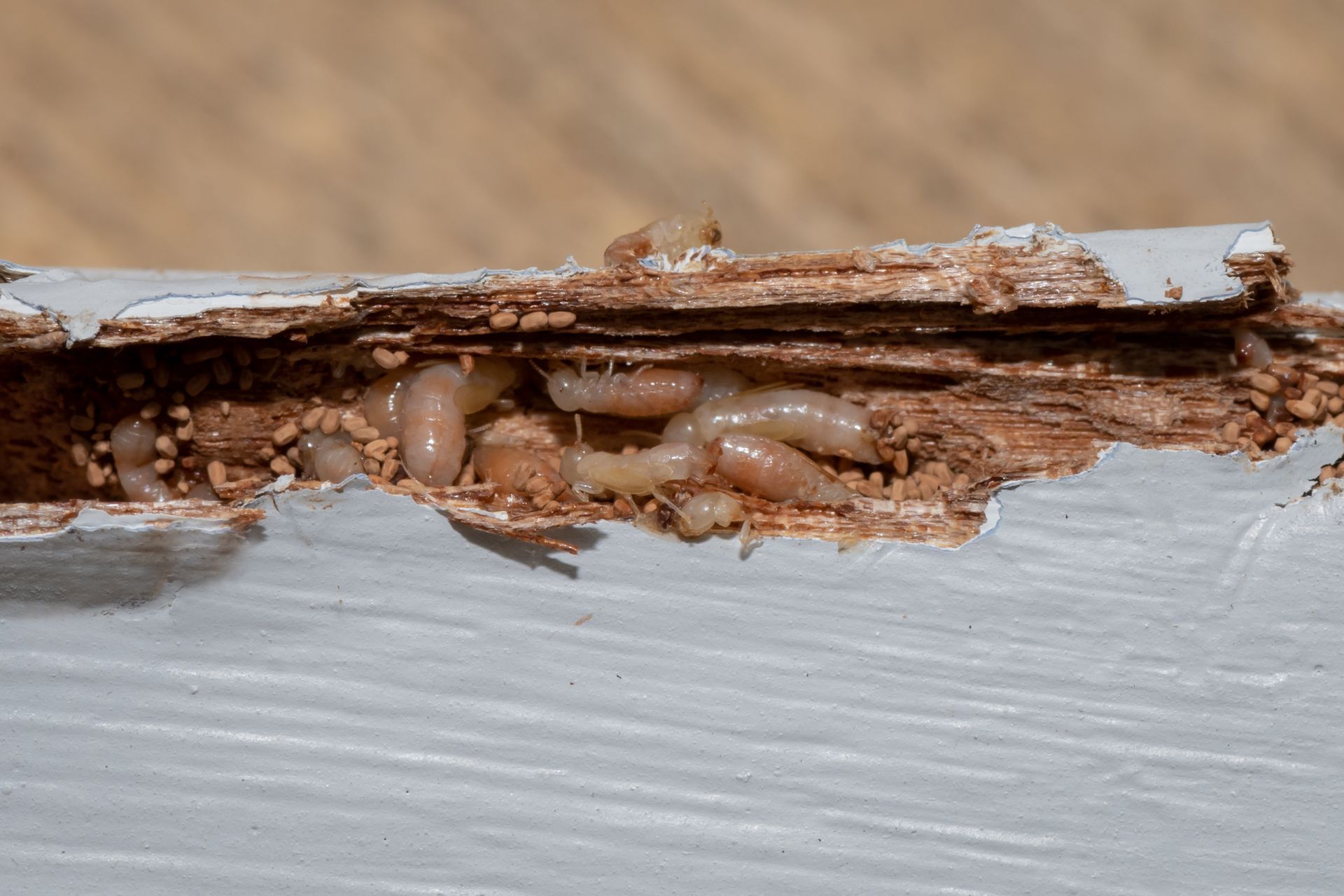 Termites inside a damaged wooden beam beneath peeling white paint