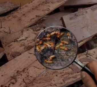 Hand holding a magnifying glass over insects on muddy wooden planks