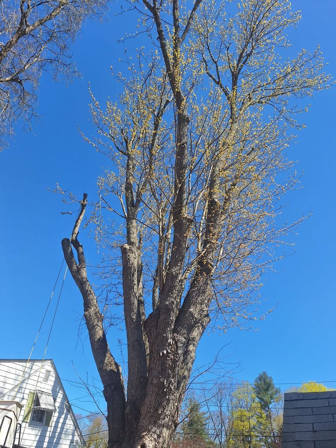 Tall leafless tree against a bright blue sky, with houses partially visible below.