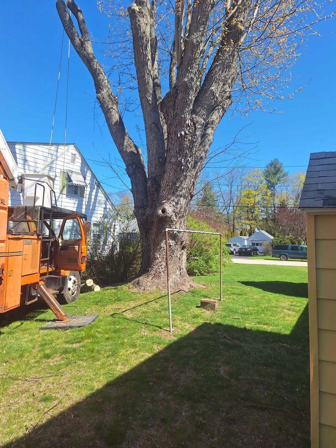 Backyard with a large tree, green lawn, and an orange truck or lift near a house.