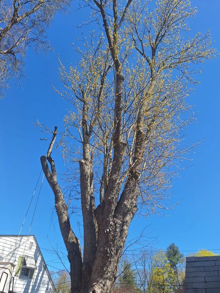 Tall leafless tree against a bright blue sky, with rooftops at the bottom edges.