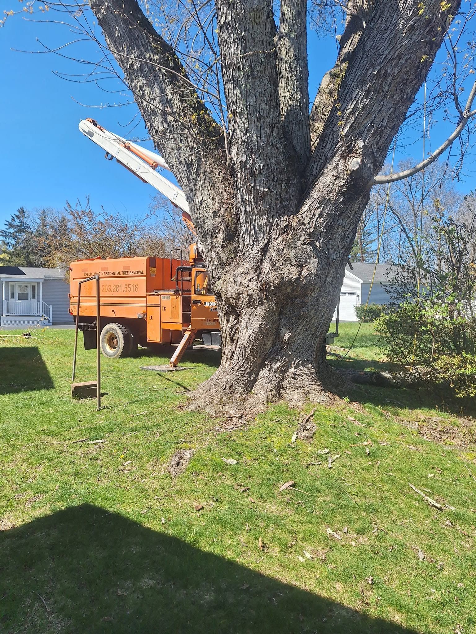 Large tree in a grassy yard with an orange wood chipper and a house in the background.