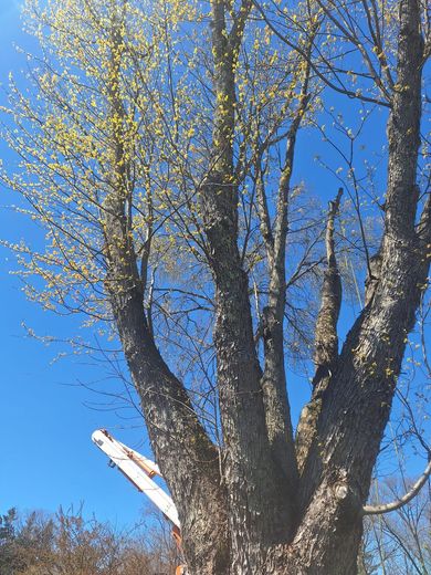 Tall tree with budding leaves against a blue sky, with a white aircraft wing visible below the branches