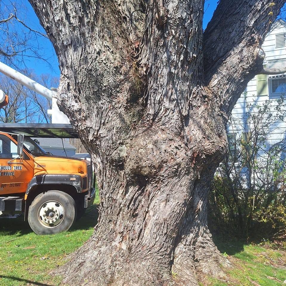 Large tree trunk in a yard with an orange truck partly visible on the left and a house in the background