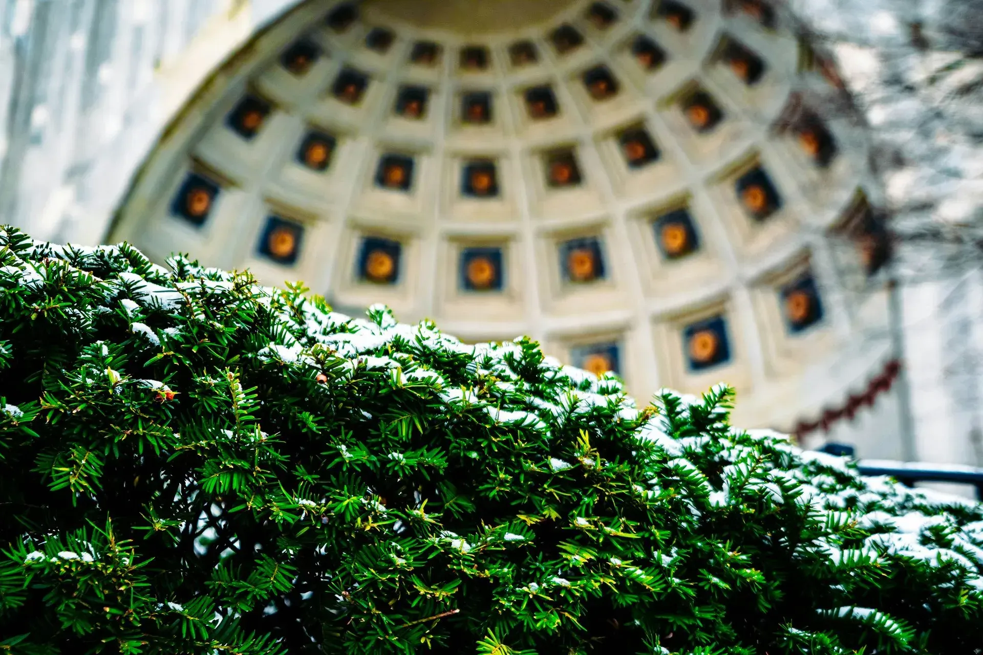 A close up of a bush with a dome in the background.