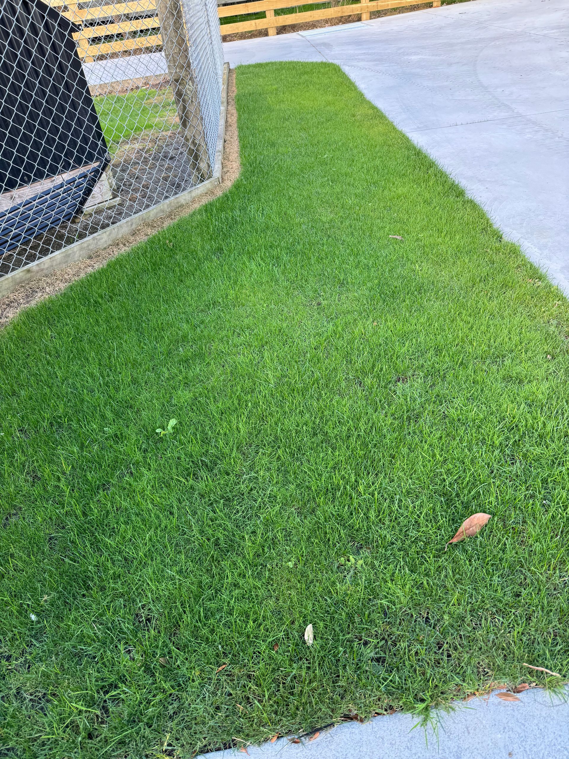 A close up of a lush green lawn next to a sidewalk.