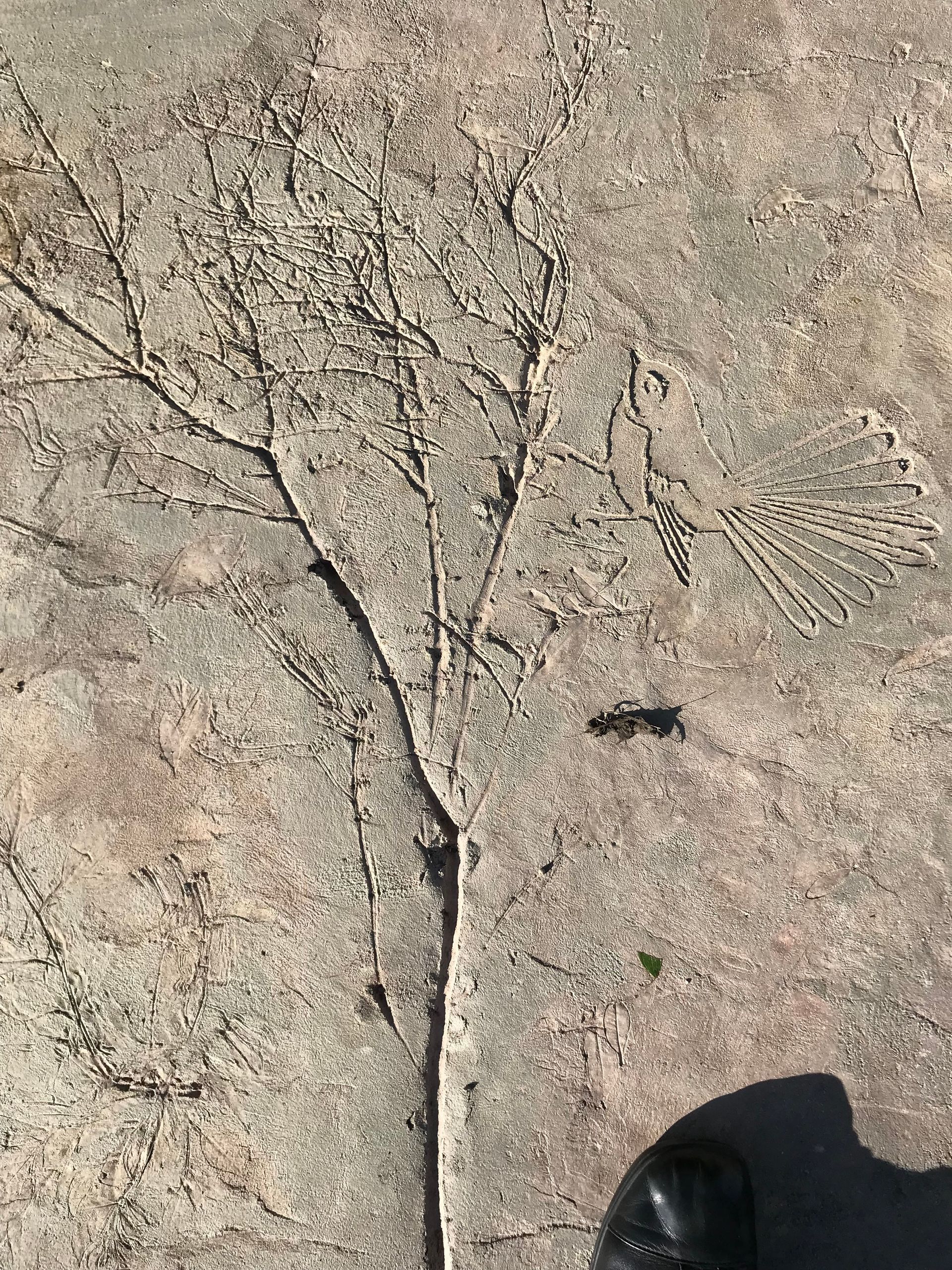A close up of a tree branch on a concrete surface.