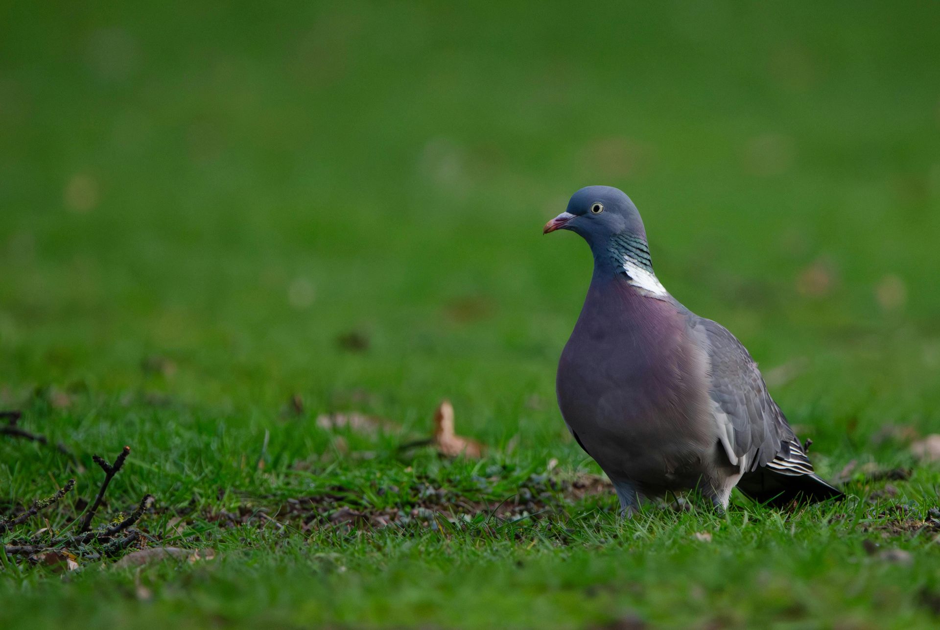 Sitemapcdatahttpscookniqoocomtir Au Pigeon Gifinull