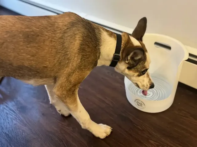 Small brown-and-white dog drinking from a clear plastic bowl on a dark wooden floor.