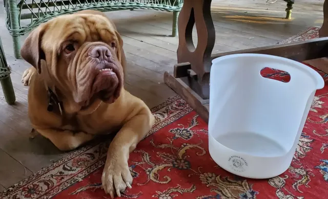 Brown dog lying on a red rug beside a white pet bowl indoors