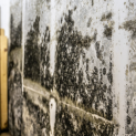 Black Mold in Home