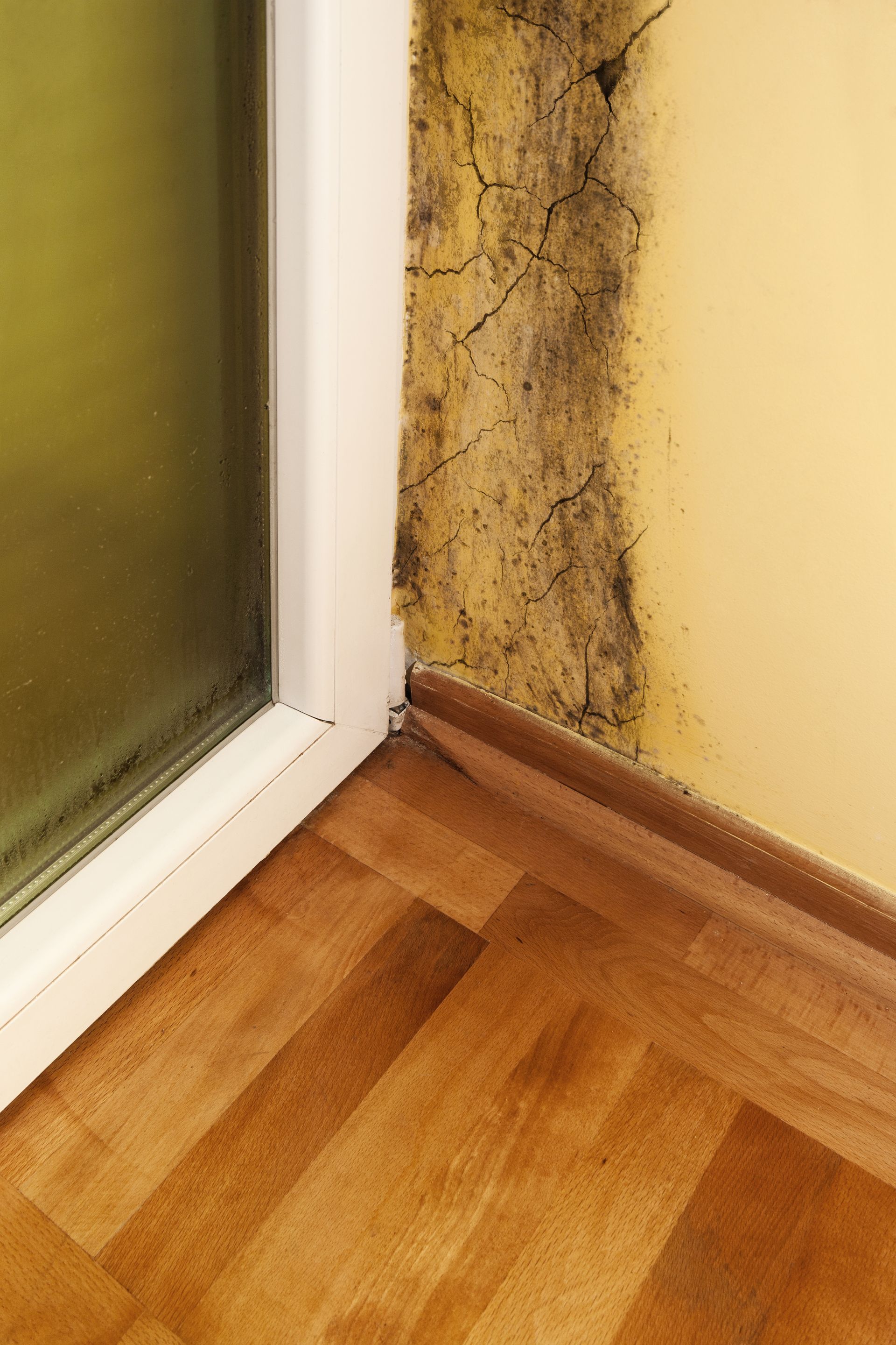 Mold on Wall
