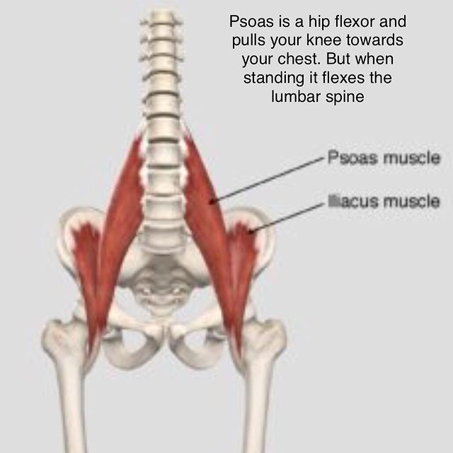 Anatomical diagram
