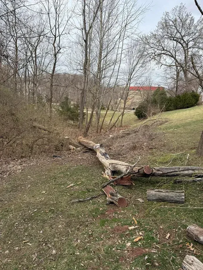 Fallen tree across a small grassy area with trees and a building in the background.
