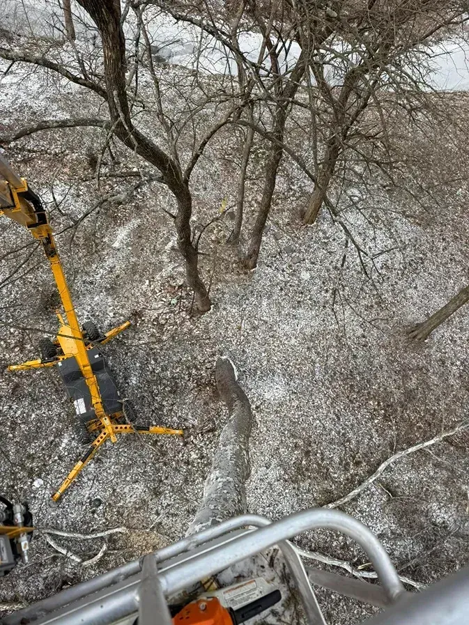 Looking down from a lift. Bare trees and snow-covered ground with a yellow lift mechanism in view.
