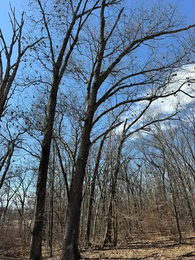 Bare trees against a bright blue sky, with a hint of a field in the background.