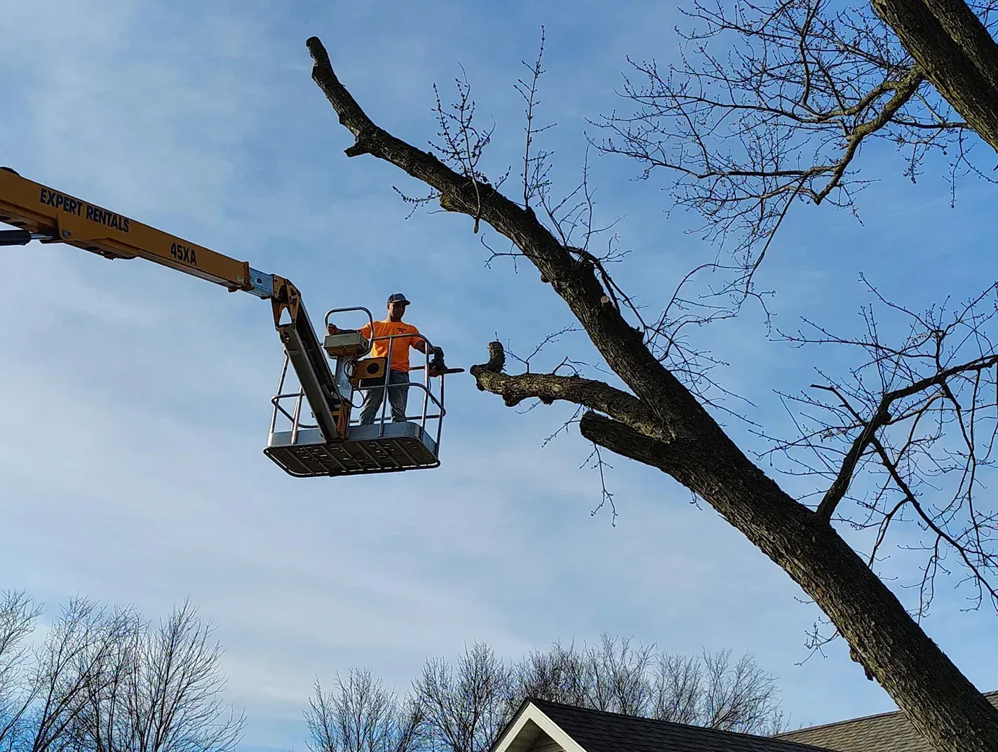 A tree service worker in an orange shirt and helmet trims branches from a tree in a lift against a blue sky.