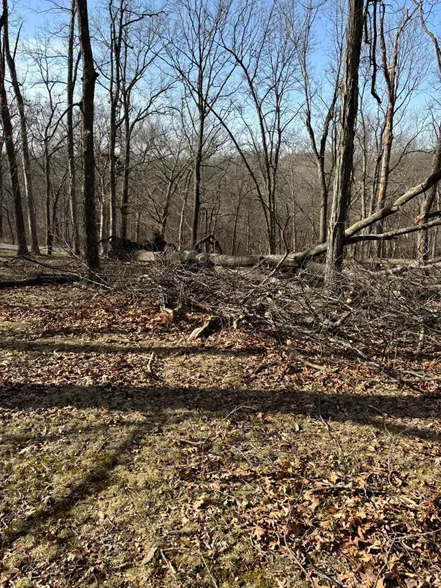 Forest clearing with piles of branches and fallen leaves, bare trees in the background.