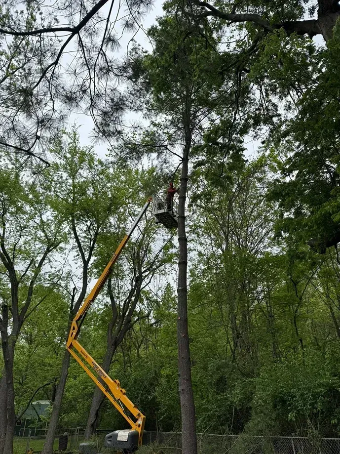 Person in a yellow lift trimming a tall tree in a wooded area on a cloudy day.