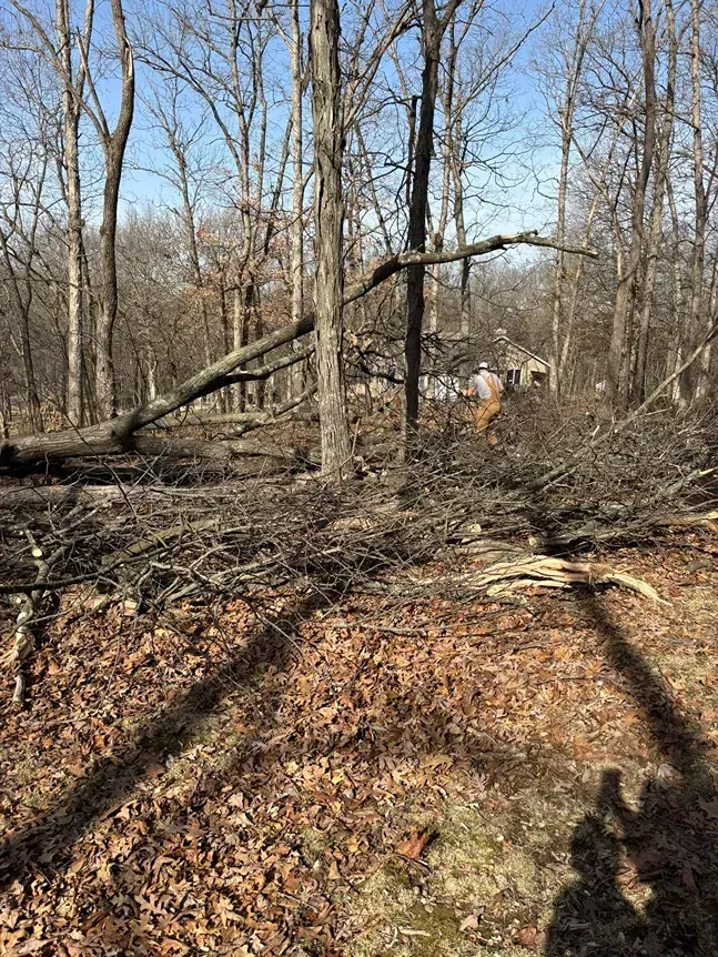 Person clearing brush in a forest clearing. Dry leaves, bare trees, and fallen branches. Blue sky.