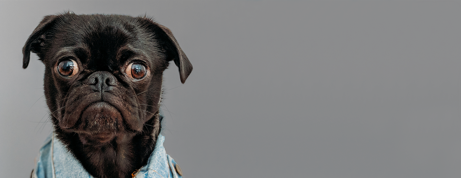 Black pug with wide eyes wearing a light blue shirt against a gray background