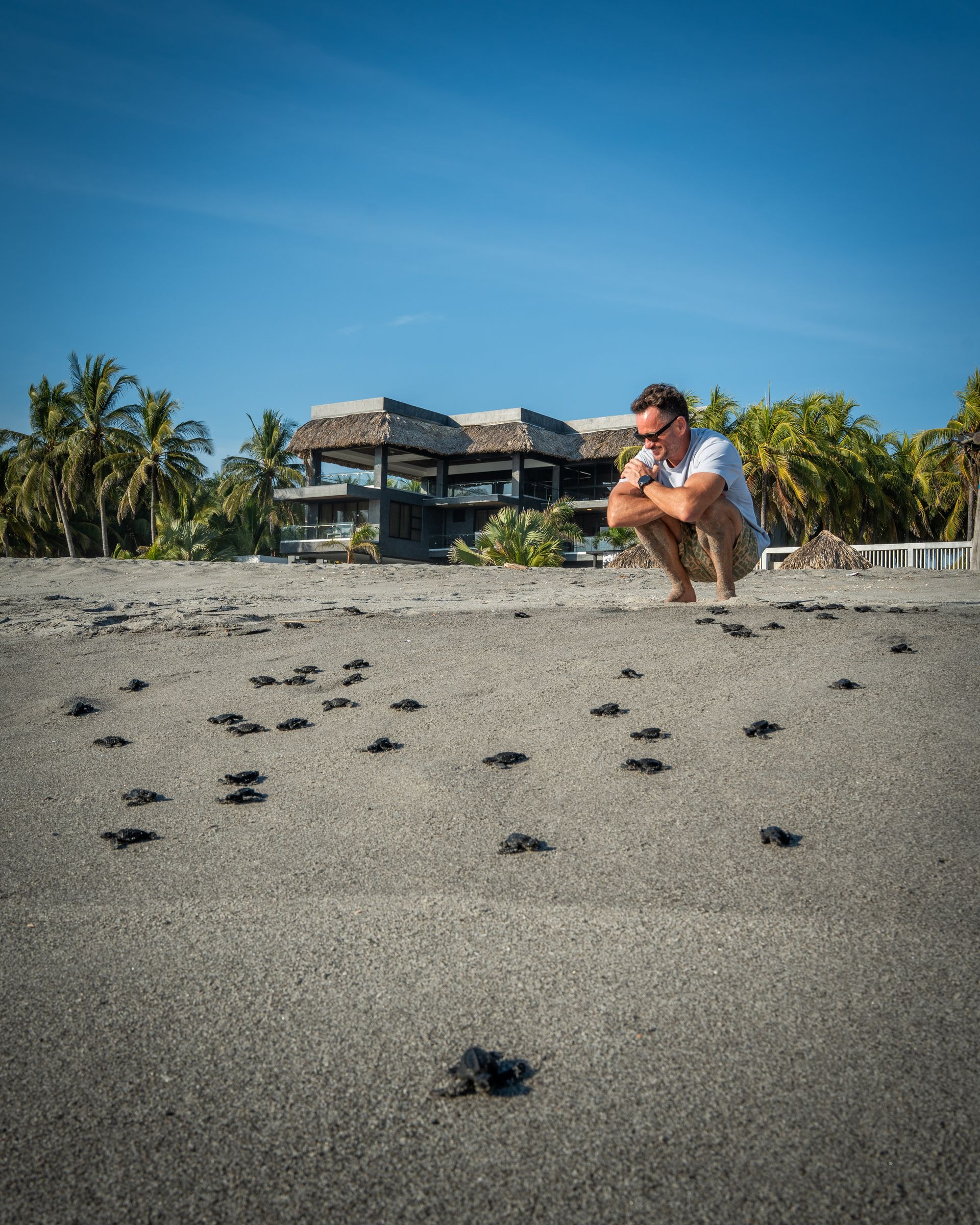 Una persona agachada en una playa de arena junto a numerosas crías de tortugas marinas, con un complejo turístico y palmeras al fondo.