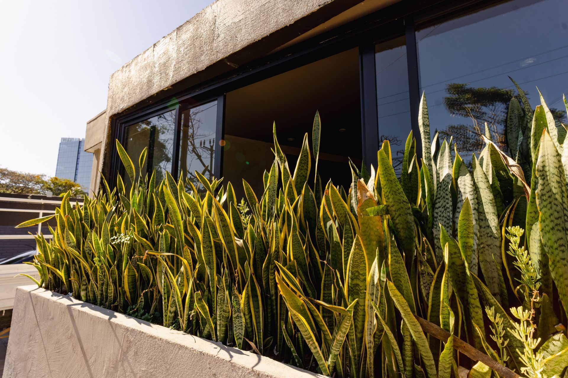 Edificio moderno con fachada acristalada y una jardinera con plantas altas de color verde.