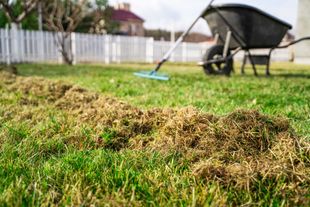 Freshly cut grass on a lawn with a mower and wheelbarrow in the background