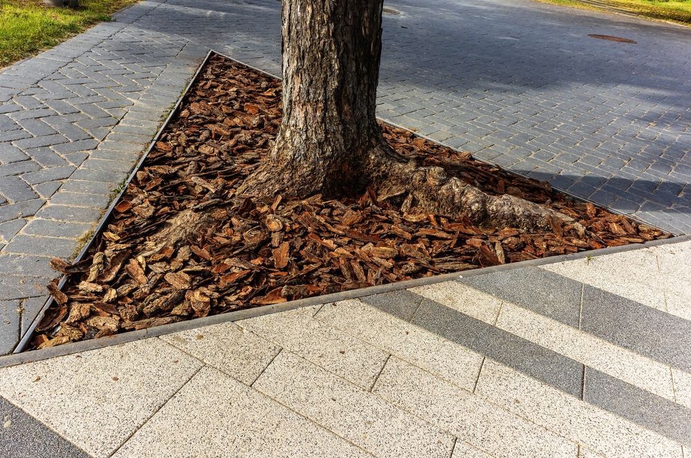Tree in a triangular mulched planter beside a paved sidewalk and street corner.