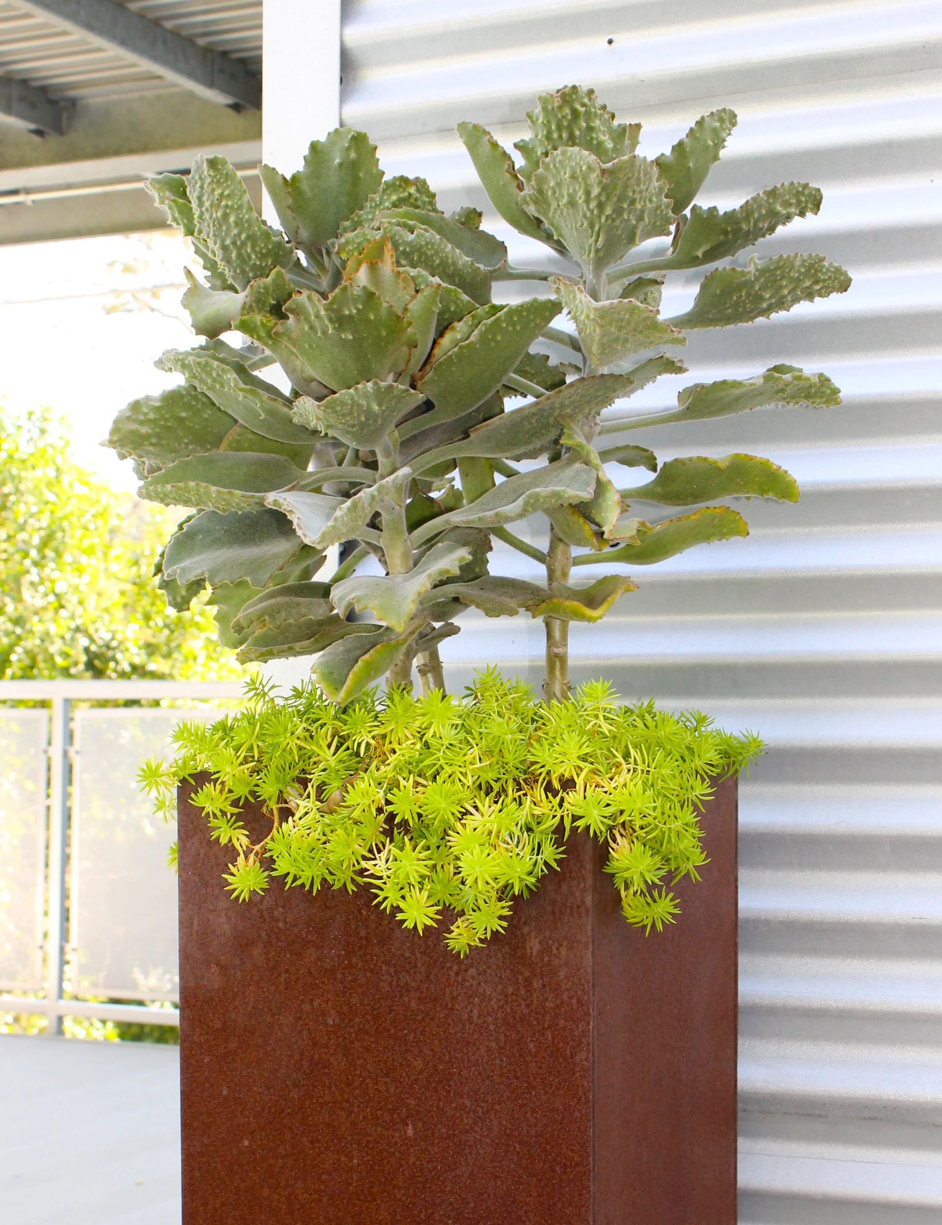 A rust-colored square planter holds tall, fuzzy green Kalanchoe plants surrounded by vibrant lime-green sedum.