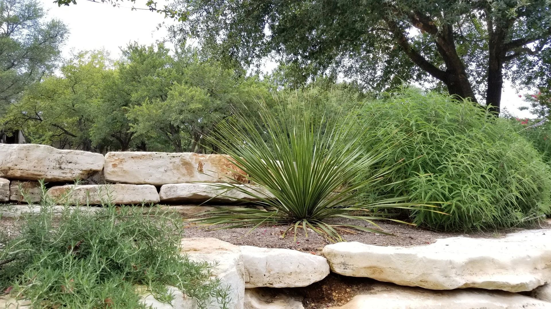 A landscape with terraced stone walls, a spiky succulent, and various shrubs under a tree canopy.