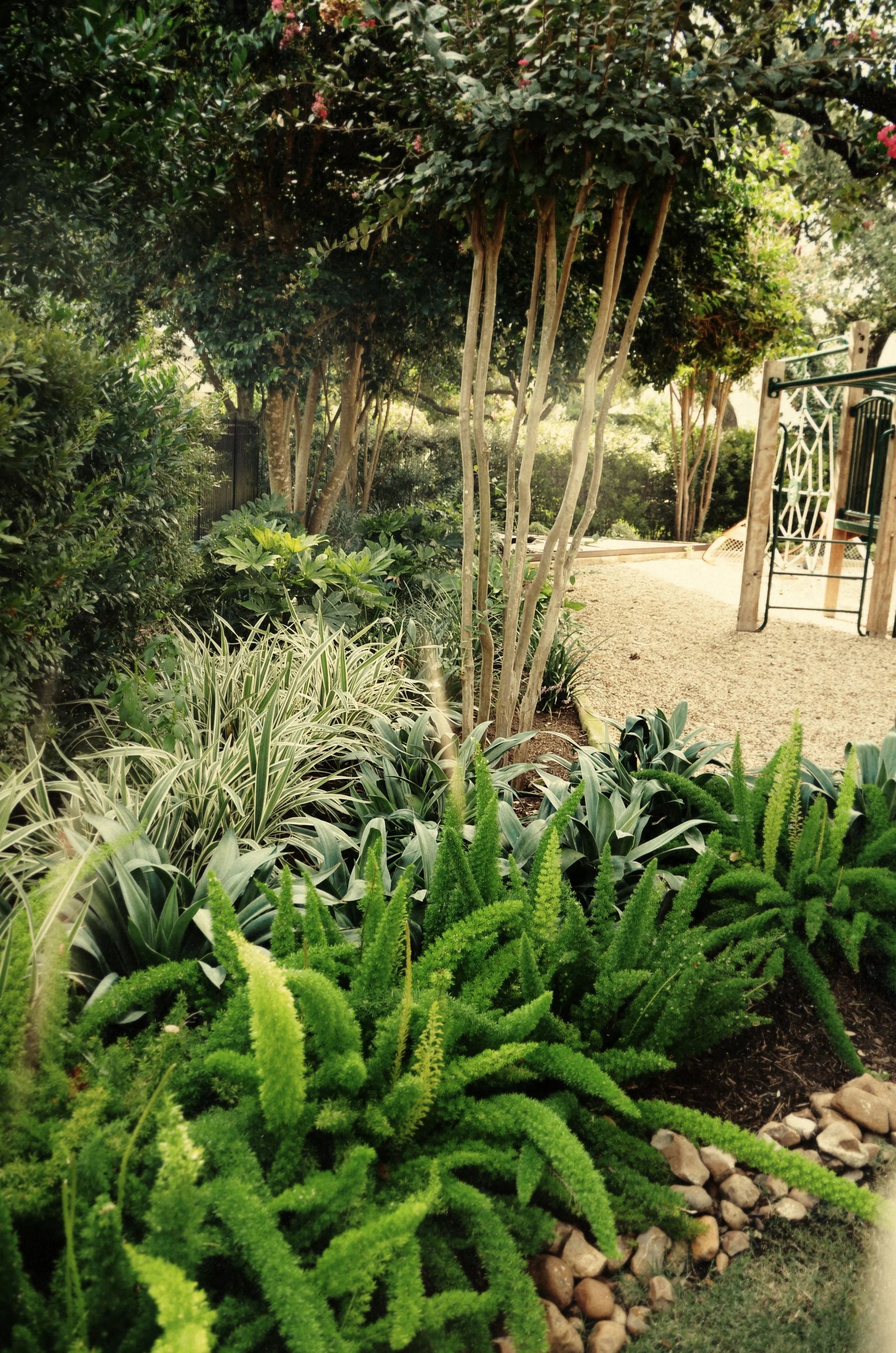 Lush green garden with ferns, light-colored tree trunks, and a playground in the background.
