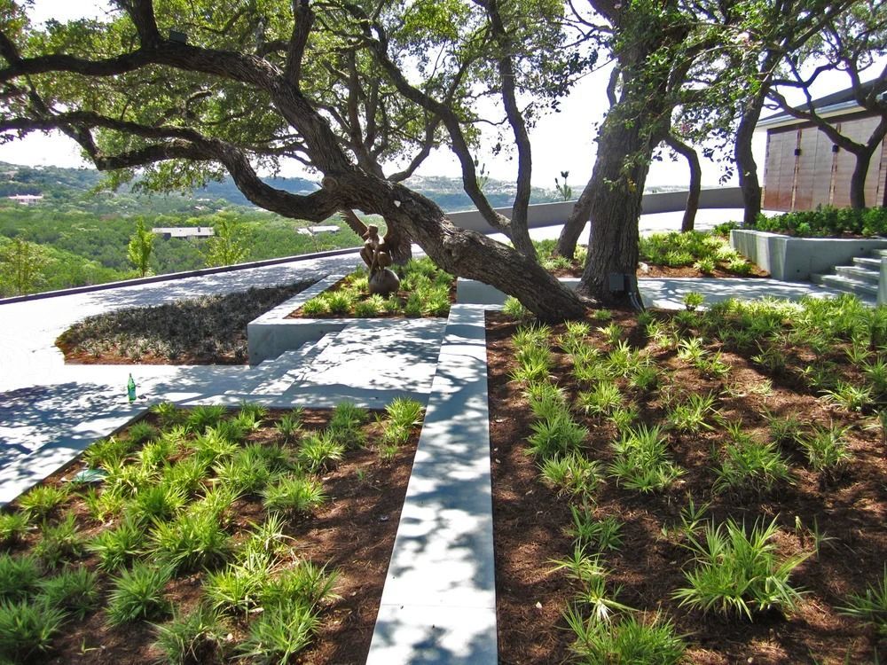 A landscaped yard with trees, plants, and a concrete path.