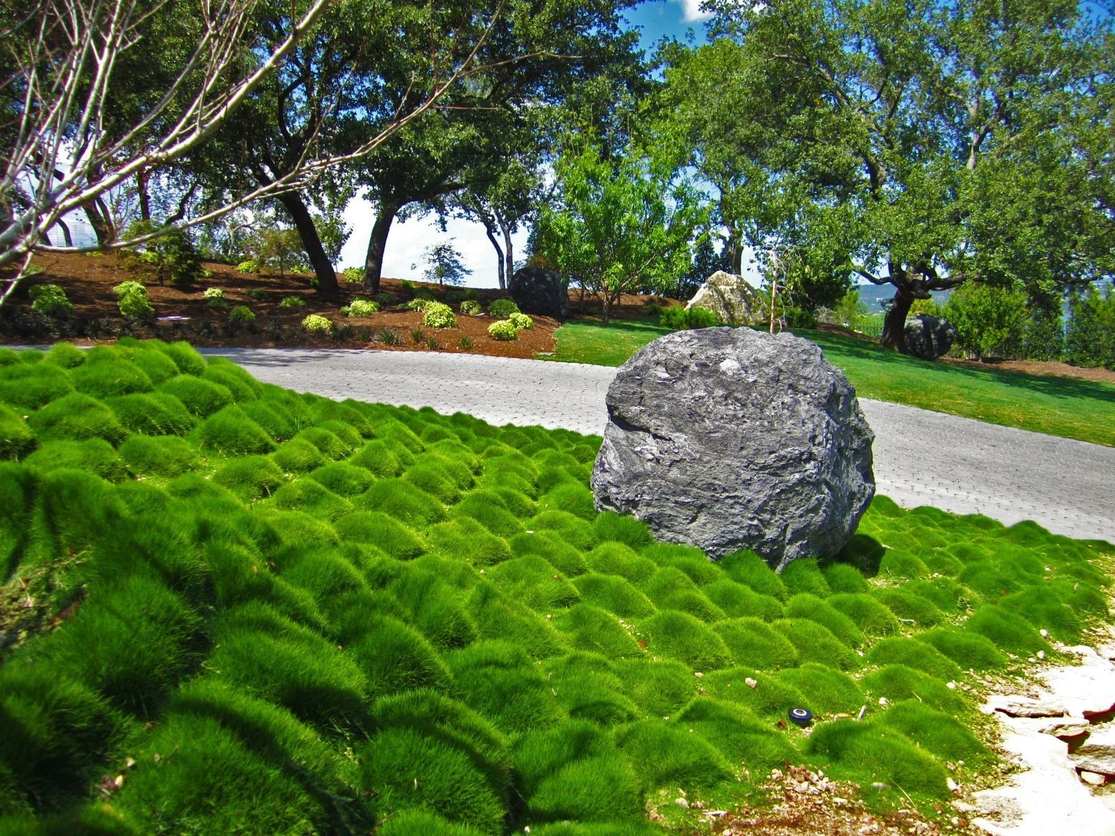 Green ground cover with a large rock, a paved path, and trees in the background.